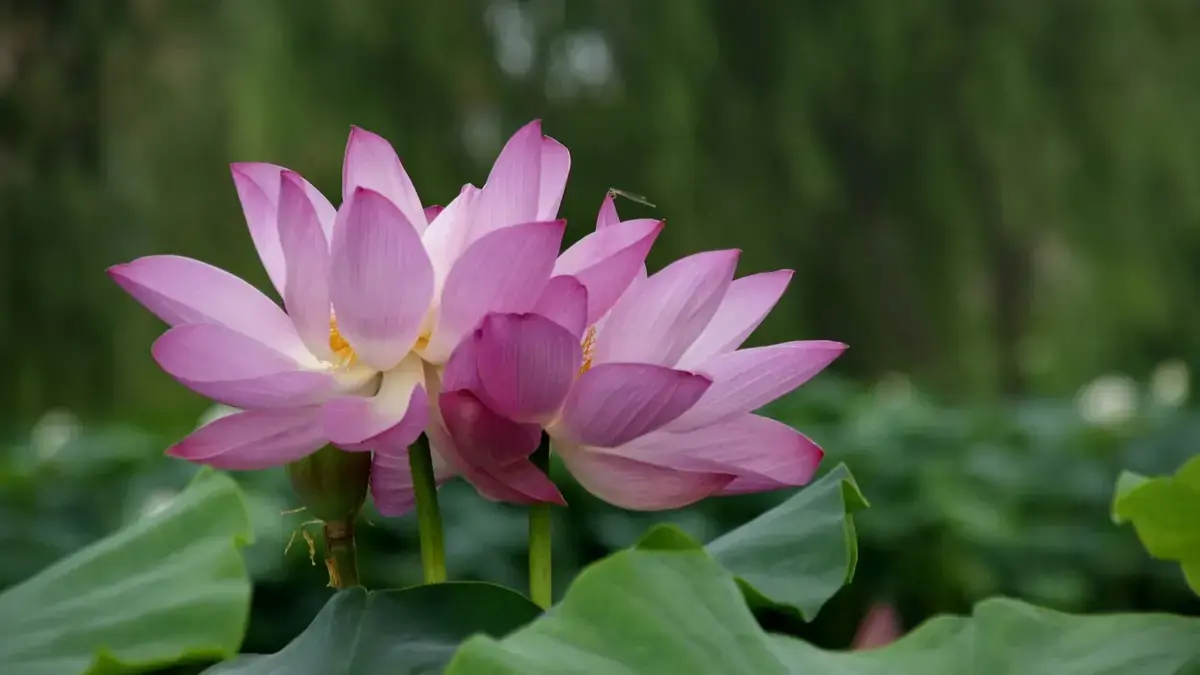 Lotus flowers blooming at Quyuan Garden