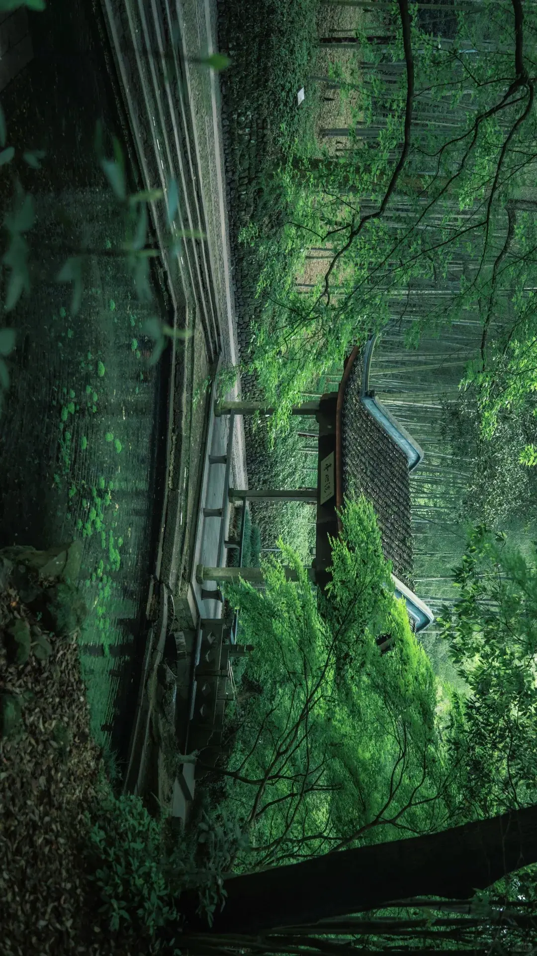 Ancient bamboo forest path at Yunqi with towering green bamboo