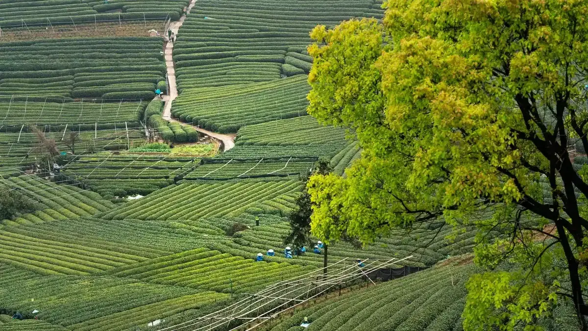 Longjing tea terraces and village